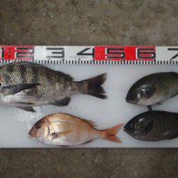 のとじま臨海公園海づりセンター 釣果