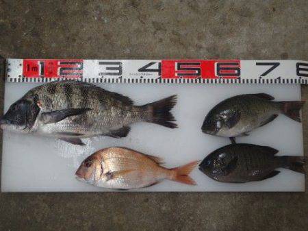 のとじま臨海公園海づりセンター 釣果