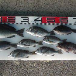 のとじま臨海公園海づりセンター 釣果