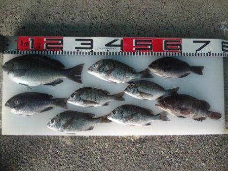 のとじま臨海公園海づりセンター 釣果