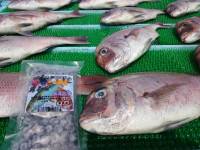 和歌山マリーナシティ釣り堀 釣果