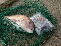 和歌山マリーナシティ釣り堀 釣果