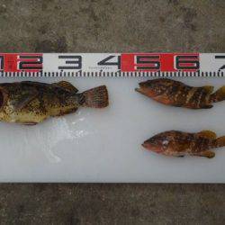 のとじま臨海公園海づりセンター 釣果