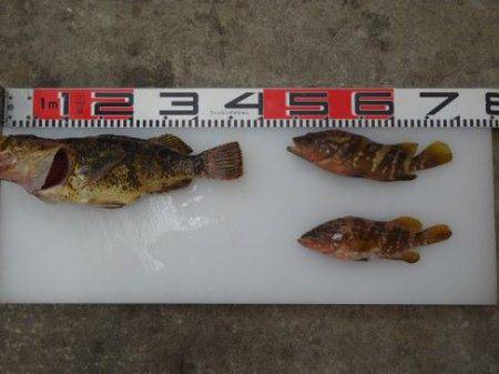 のとじま臨海公園海づりセンター 釣果