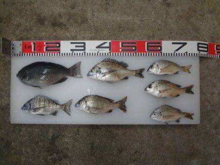 のとじま臨海公園海づりセンター 釣果