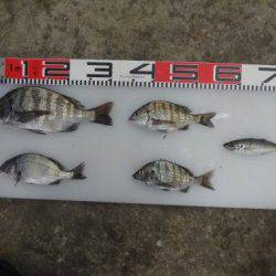 のとじま臨海公園海づりセンター 釣果