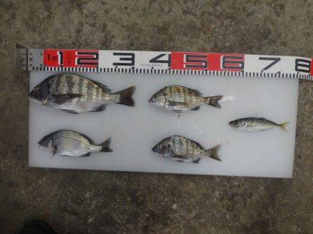 のとじま臨海公園海づりセンター 釣果