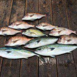 由良海上釣り堀 海人 釣果