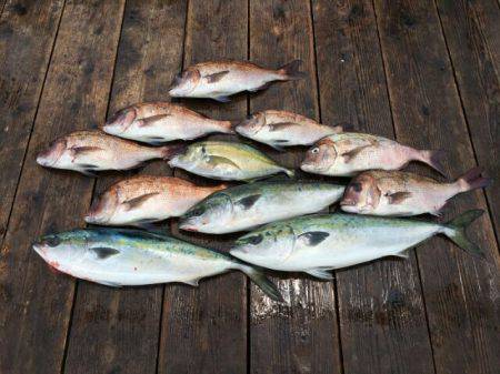 由良海上釣り堀 海人 釣果