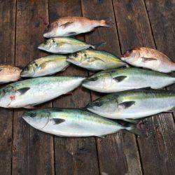 由良海上釣り堀 海人 釣果