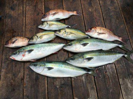 由良海上釣り堀 海人 釣果