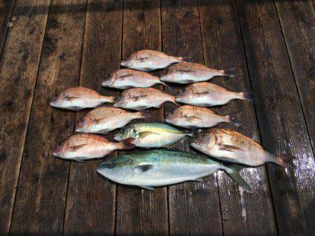 由良海上釣り堀 海人 釣果