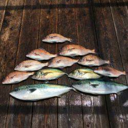 由良海上釣り堀 海人 釣果