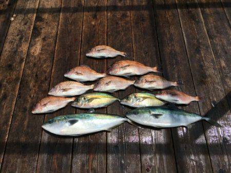 由良海上釣り堀 海人 釣果
