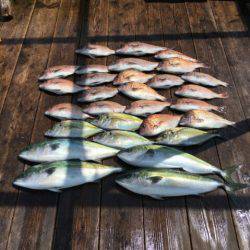 由良海上釣り堀 海人 釣果