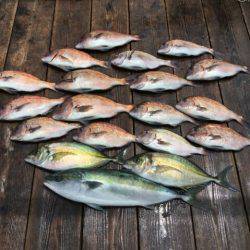 由良海上釣り堀 海人 釣果