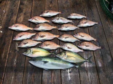 由良海上釣り堀 海人 釣果