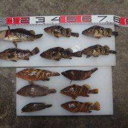 のとじま臨海公園海づりセンター 釣果