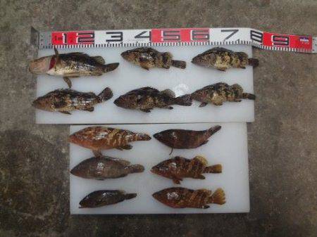 のとじま臨海公園海づりセンター 釣果