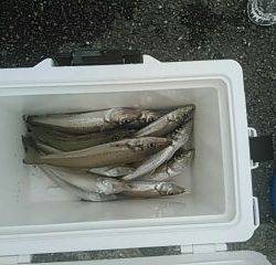 フィッシングガイド りょう 釣果