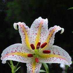 小菅トラウトガーデン 釣果