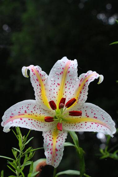 小菅トラウトガーデン 釣果