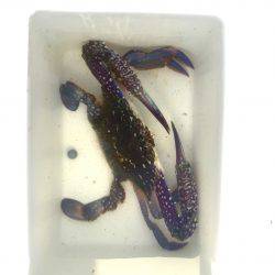 タコからまさかの獲物