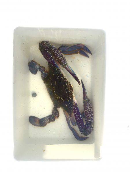 タコからまさかの獲物