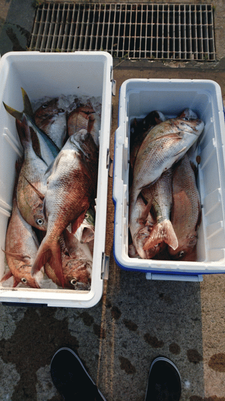 遊漁船ブルーウッズ 釣果