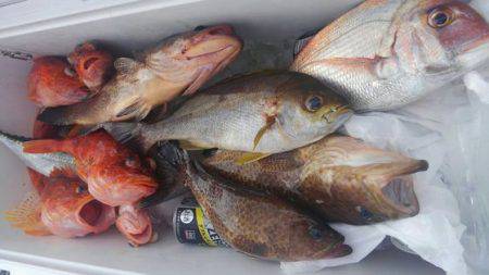 遊漁船 新鋭丸 釣果