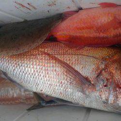 遊漁船 新鋭丸 釣果