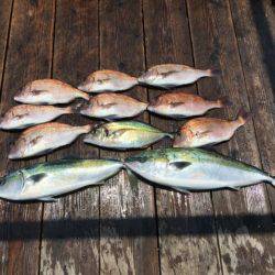 由良海上釣り堀 海人 釣果