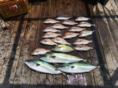 由良海上釣り堀 海人 釣果