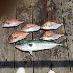 由良海上釣り堀 海人 釣果