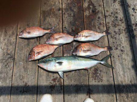 由良海上釣り堀 海人 釣果