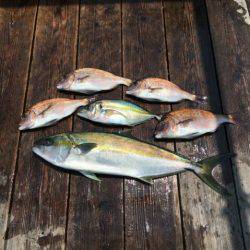 由良海上釣り堀 海人 釣果