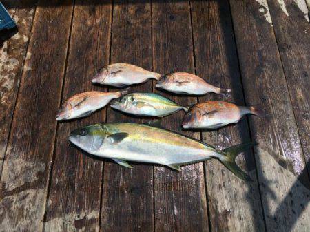 由良海上釣り堀 海人 釣果