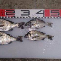 のとじま臨海公園海づりセンター 釣果