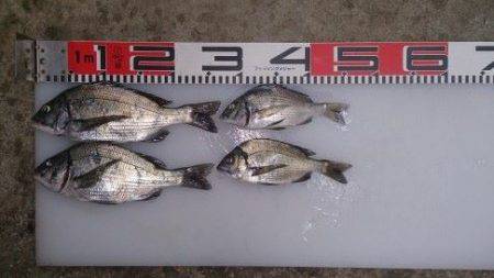 のとじま臨海公園海づりセンター 釣果