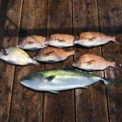 由良海上釣り堀 海人 釣果