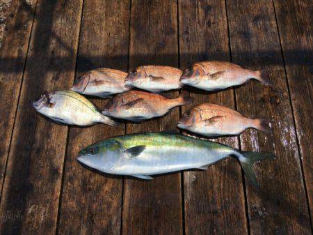 由良海上釣り堀 海人 釣果