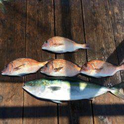 由良海上釣り堀 海人 釣果