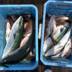 由良海上釣り堀 海人 釣果