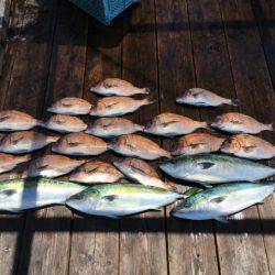 由良海上釣り堀 海人 釣果