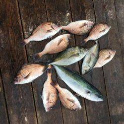 由良海上釣り堀 海人 釣果