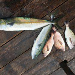 由良海上釣り堀 海人 釣果