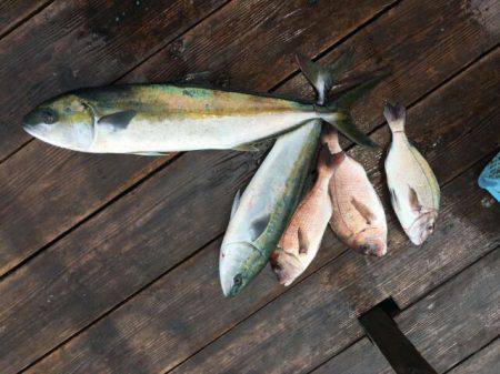 由良海上釣り堀 海人 釣果