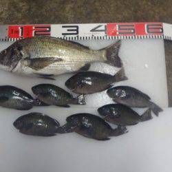 のとじま臨海公園海づりセンター 釣果