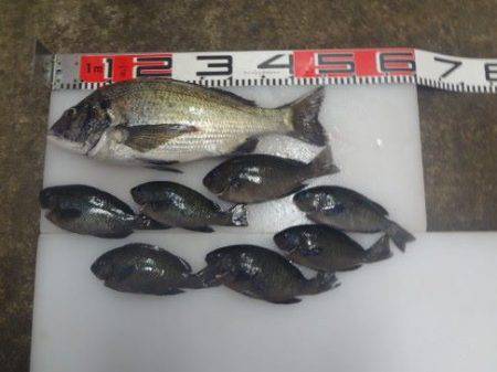 のとじま臨海公園海づりセンター 釣果