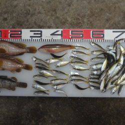 のとじま臨海公園海づりセンター 釣果